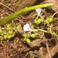 Elettaria cardamomum (L.) Maton